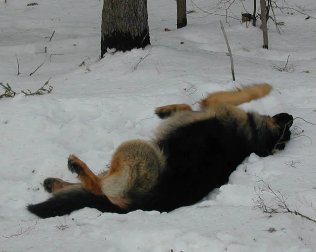 Photo 46