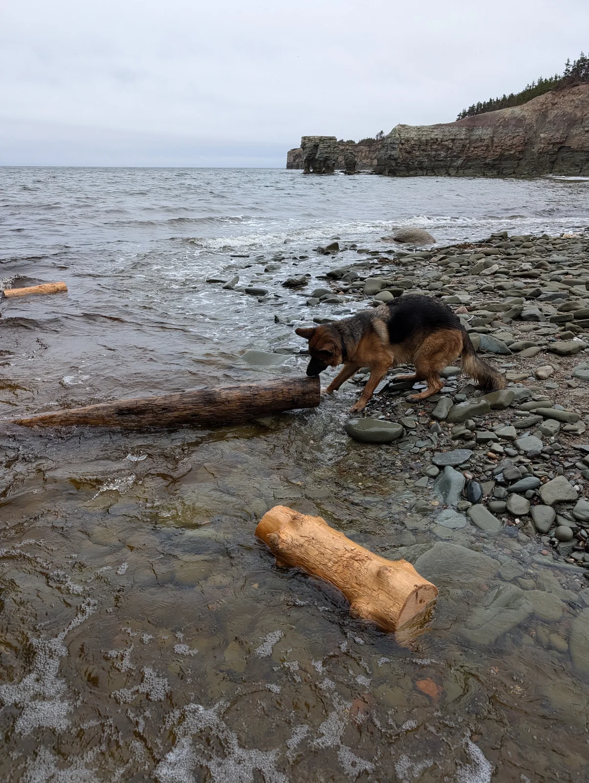 Archer trying to grab a very large stick