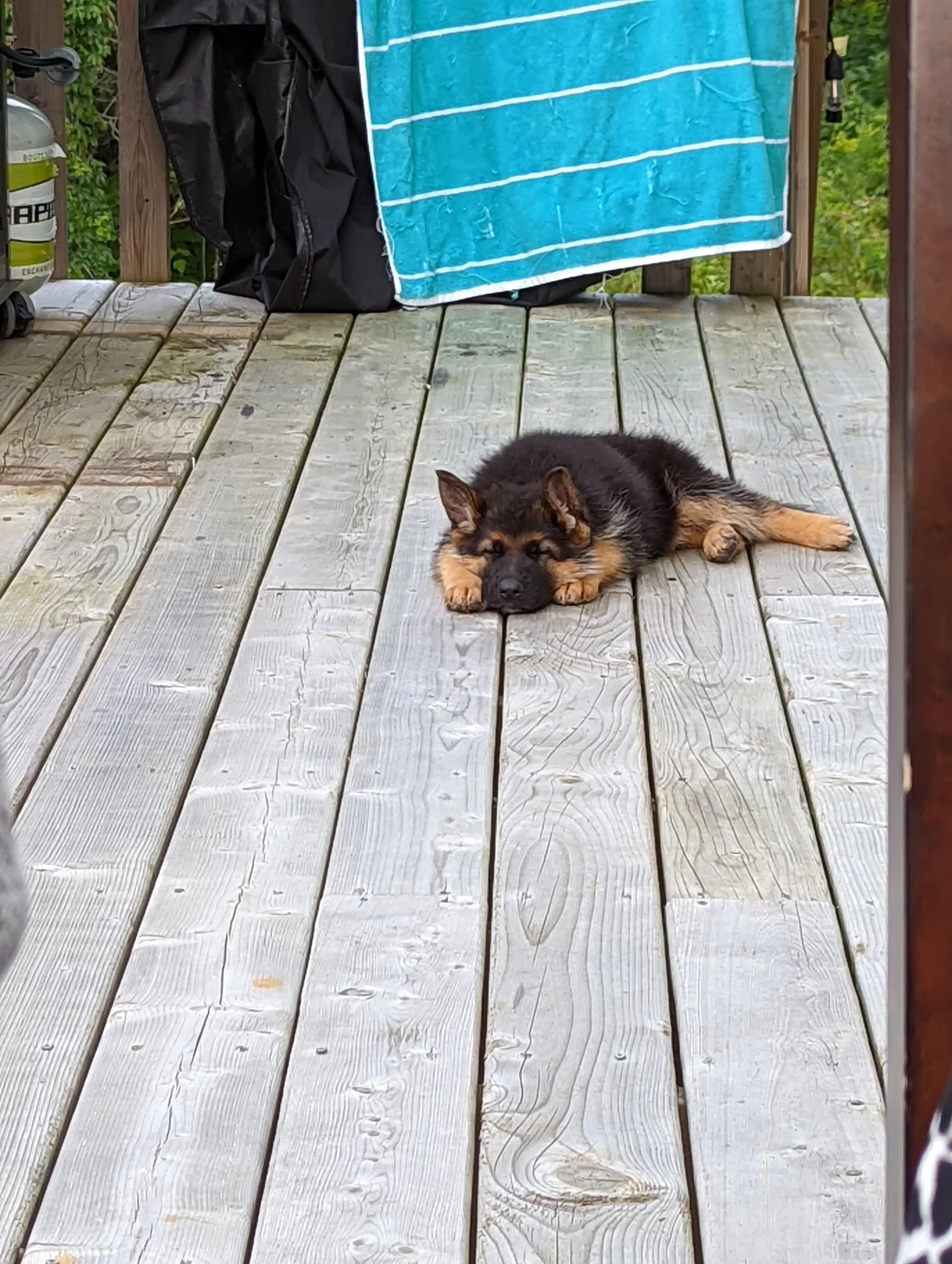 Taking a nap on the deck