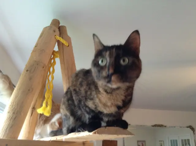 Muschi