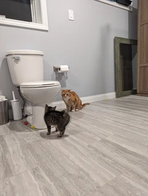 Henry and Freddie meet!