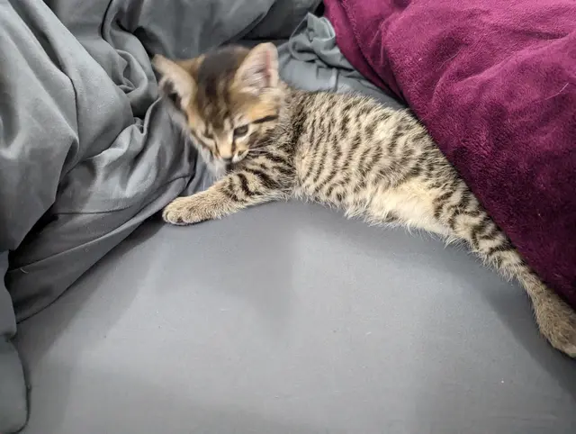 Relaxing in bed