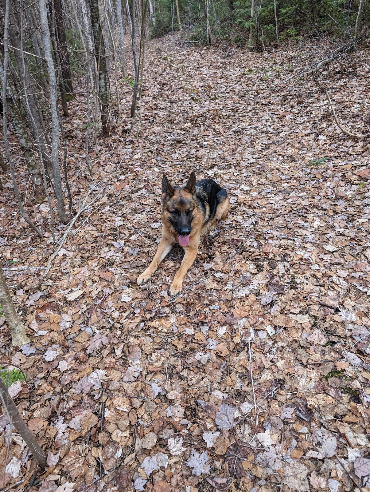 Archer for a walk behind my moms place