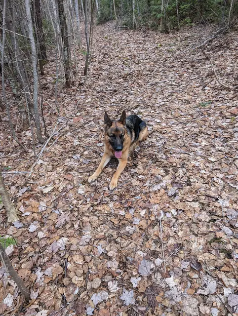 Archer for a walk behind my moms place
