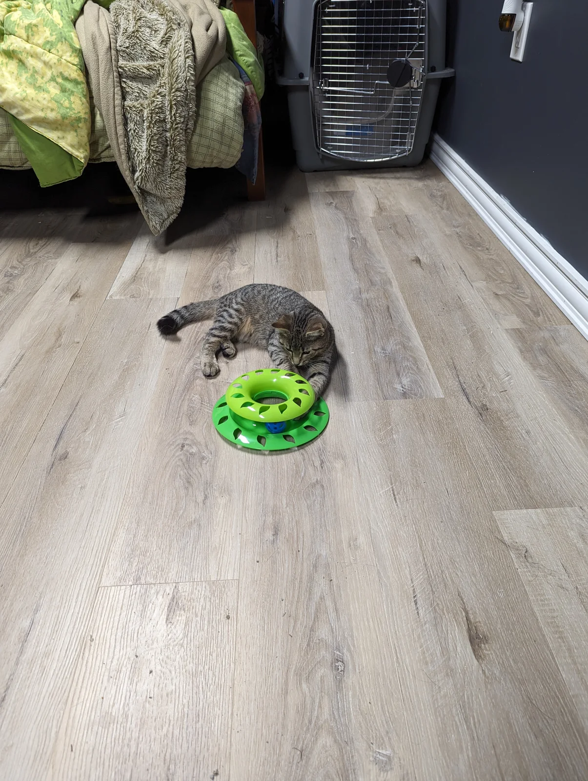 Freddie playing with her toy