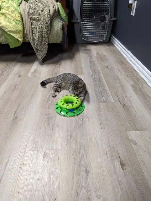 Freddie playing with her toy