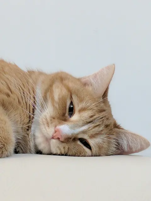 Henry