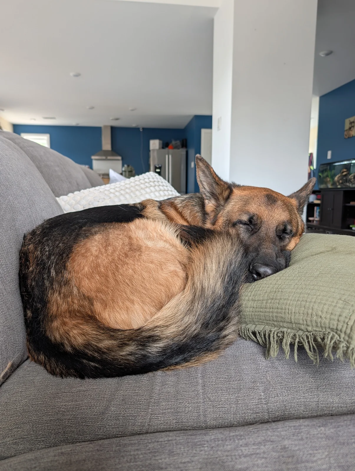 Couch naps!