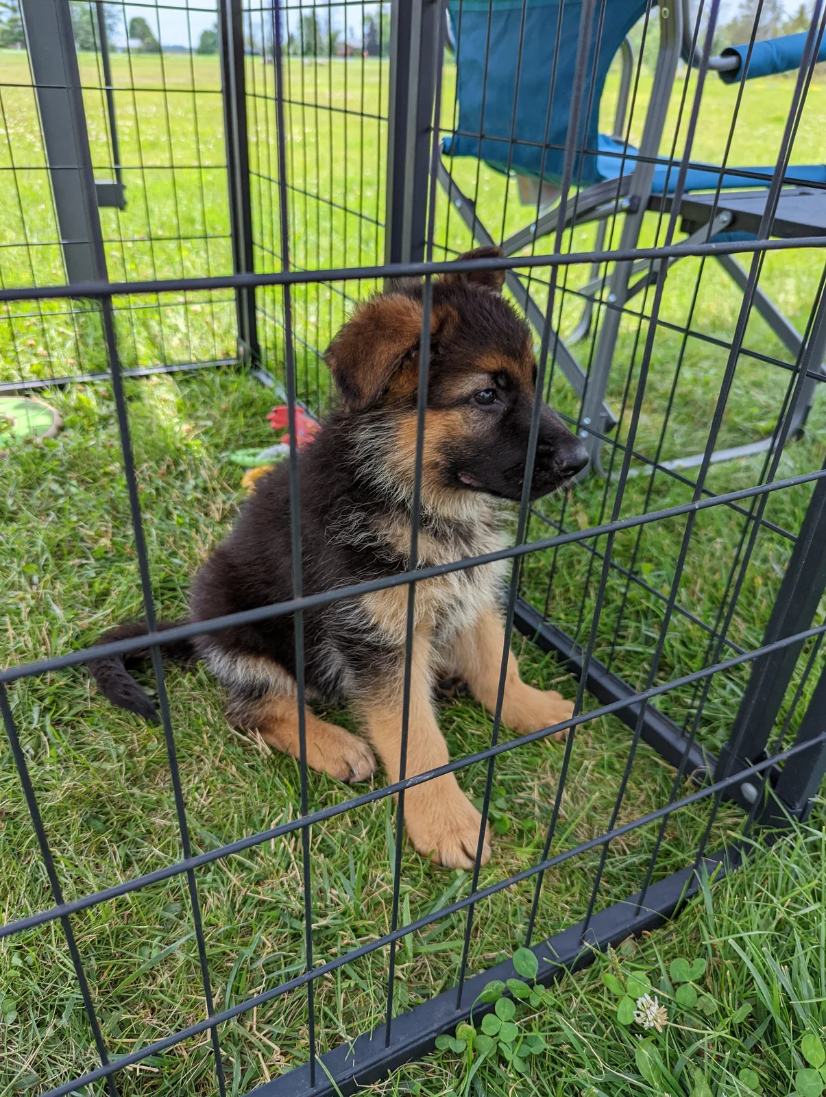 First photo of Archer! From our trip to Ontario to get him
