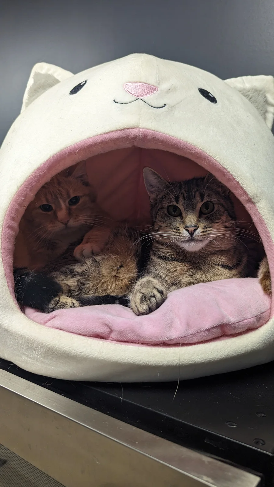 Henry and Freddie hang out in the cat bed together