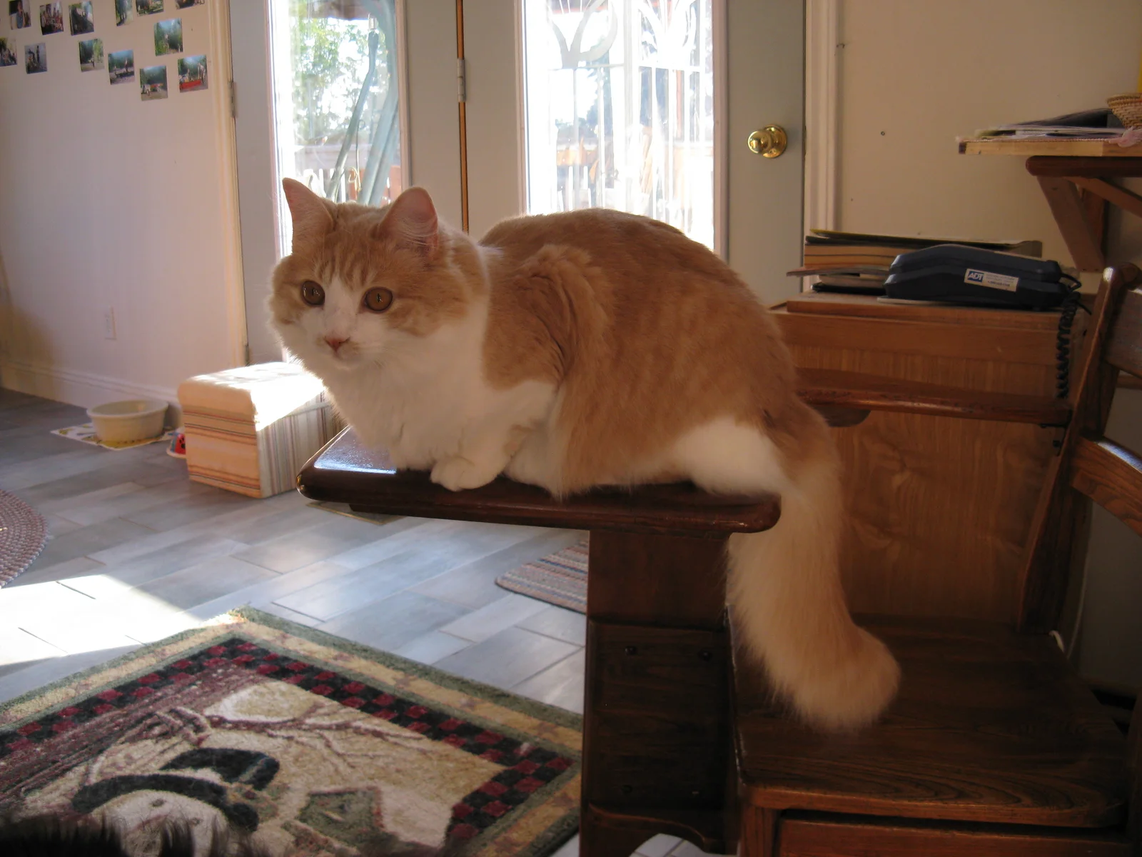 Photo 474