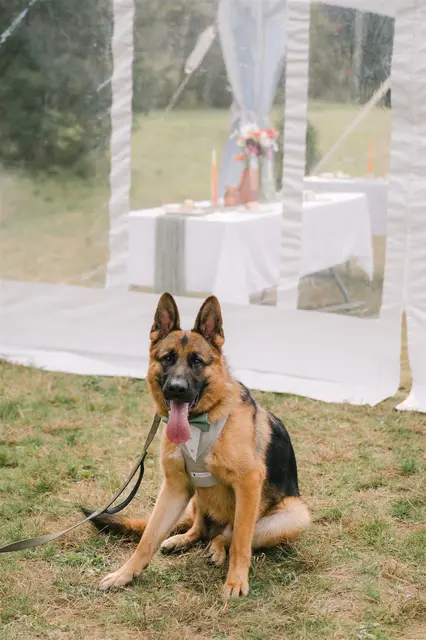 More wedding shenanigans