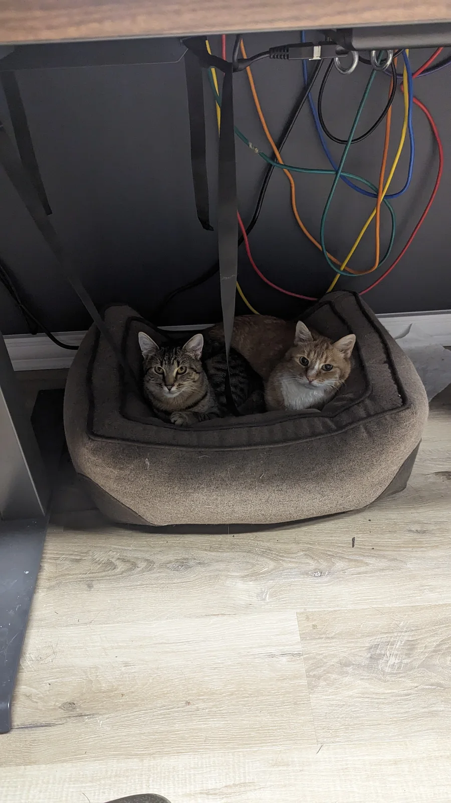 Henry and Freddie hang out in my office