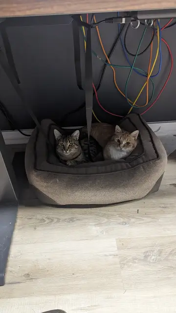 Henry and Freddie hang out in my office