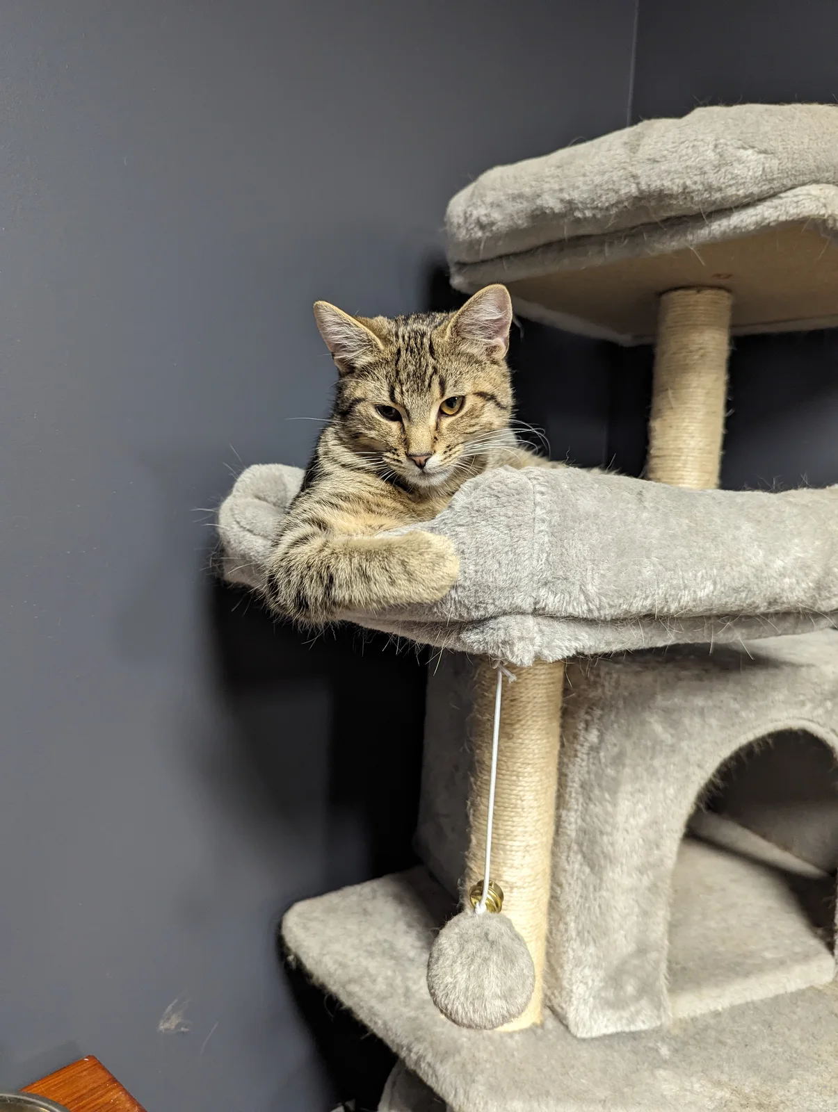 Hanging out in the cat tree in my office