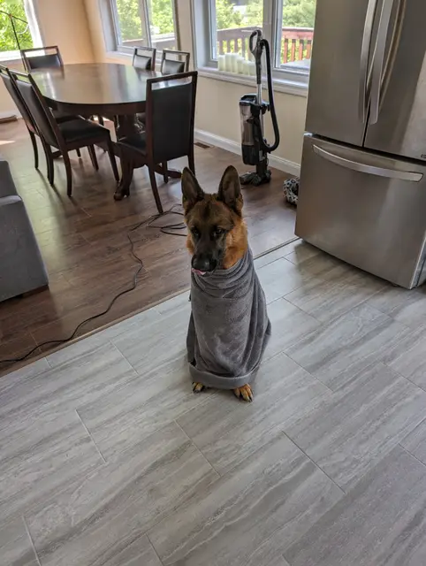Toweling archer off after going for a swim in the river