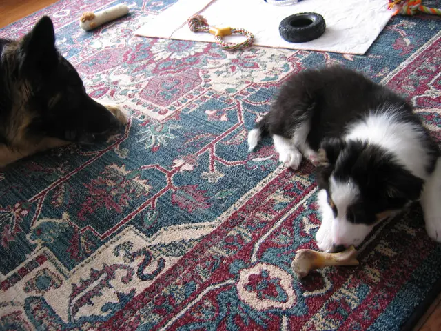 Photo 242