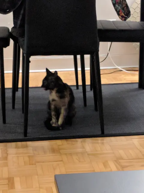 First photo of mouse!