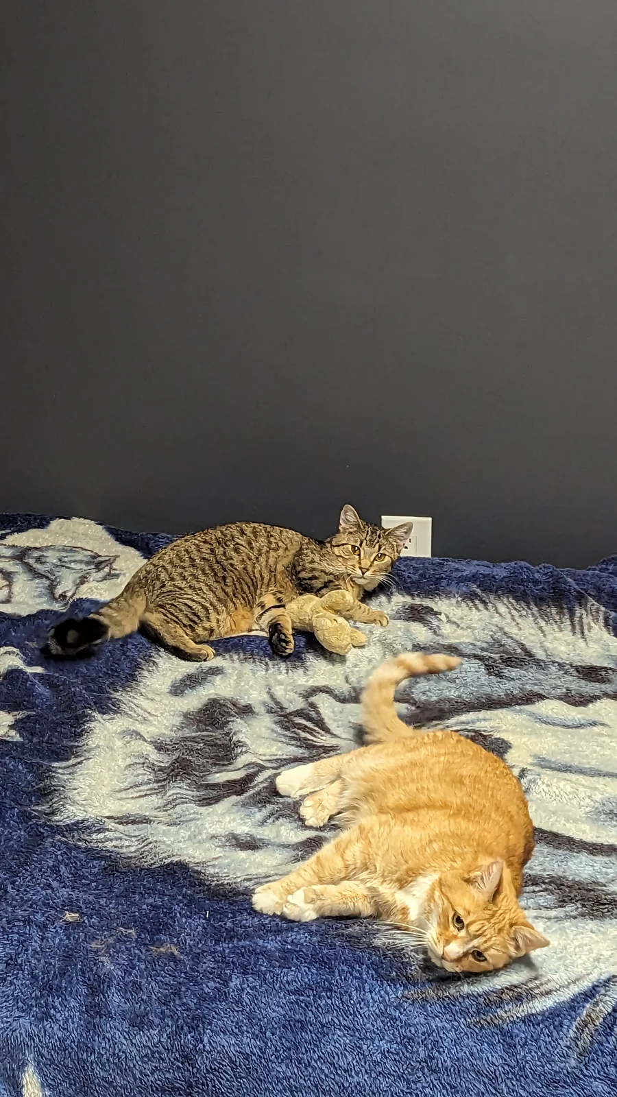 Henry and Freddy hang out on my office bed