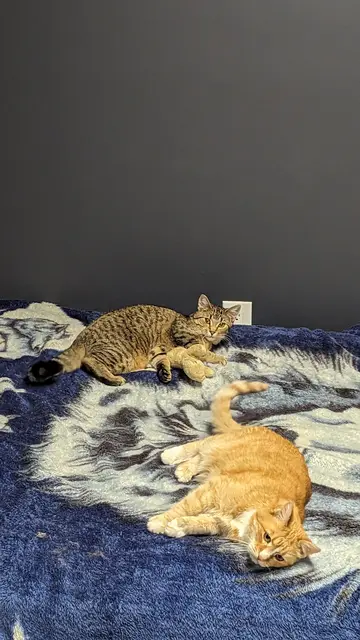 Henry and Freddy hang out on my office bed