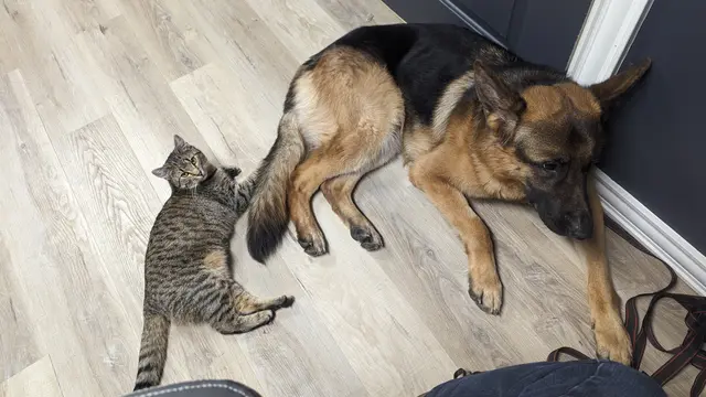Archer and Freddie hanging out in my office