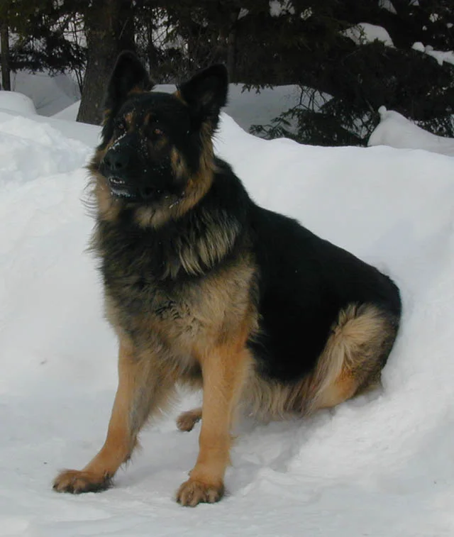 Photo 45