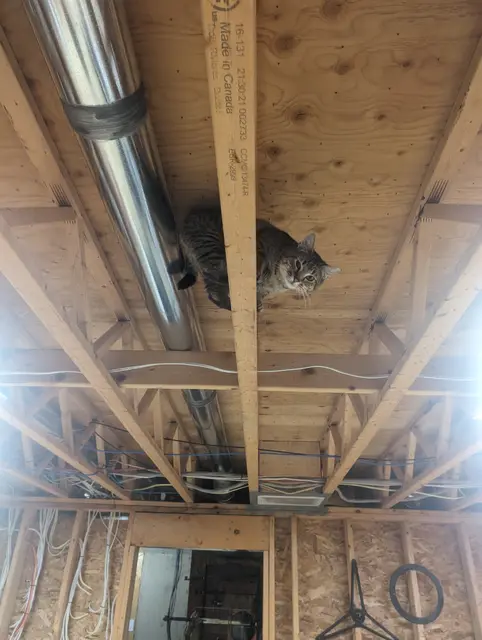 Ceiling cat!