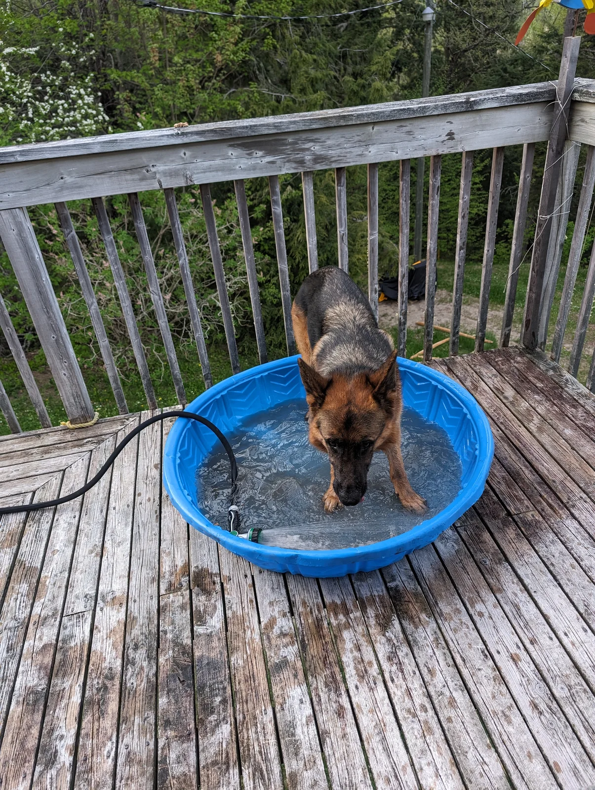 Archer in the pool!