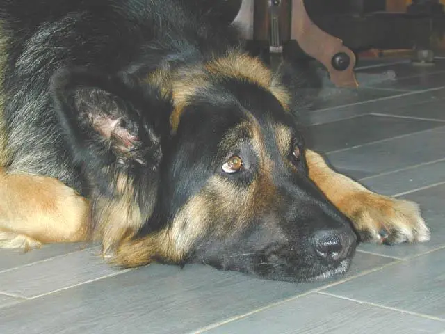 Bruno