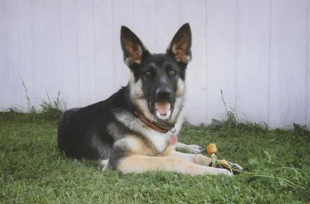 Sajno