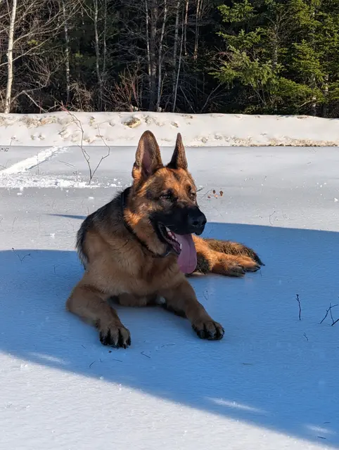 This was a day that archer went for a 32km run with me while I went on the bike. I was a bit lazier, he earned his dinner!