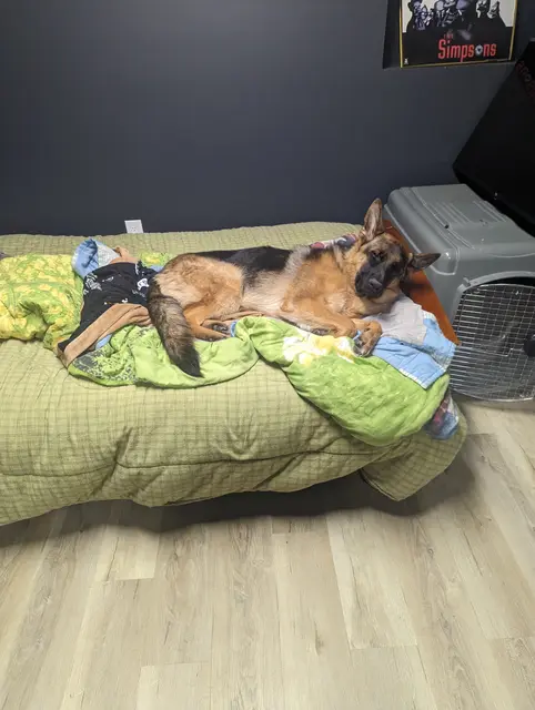 Napping in my office