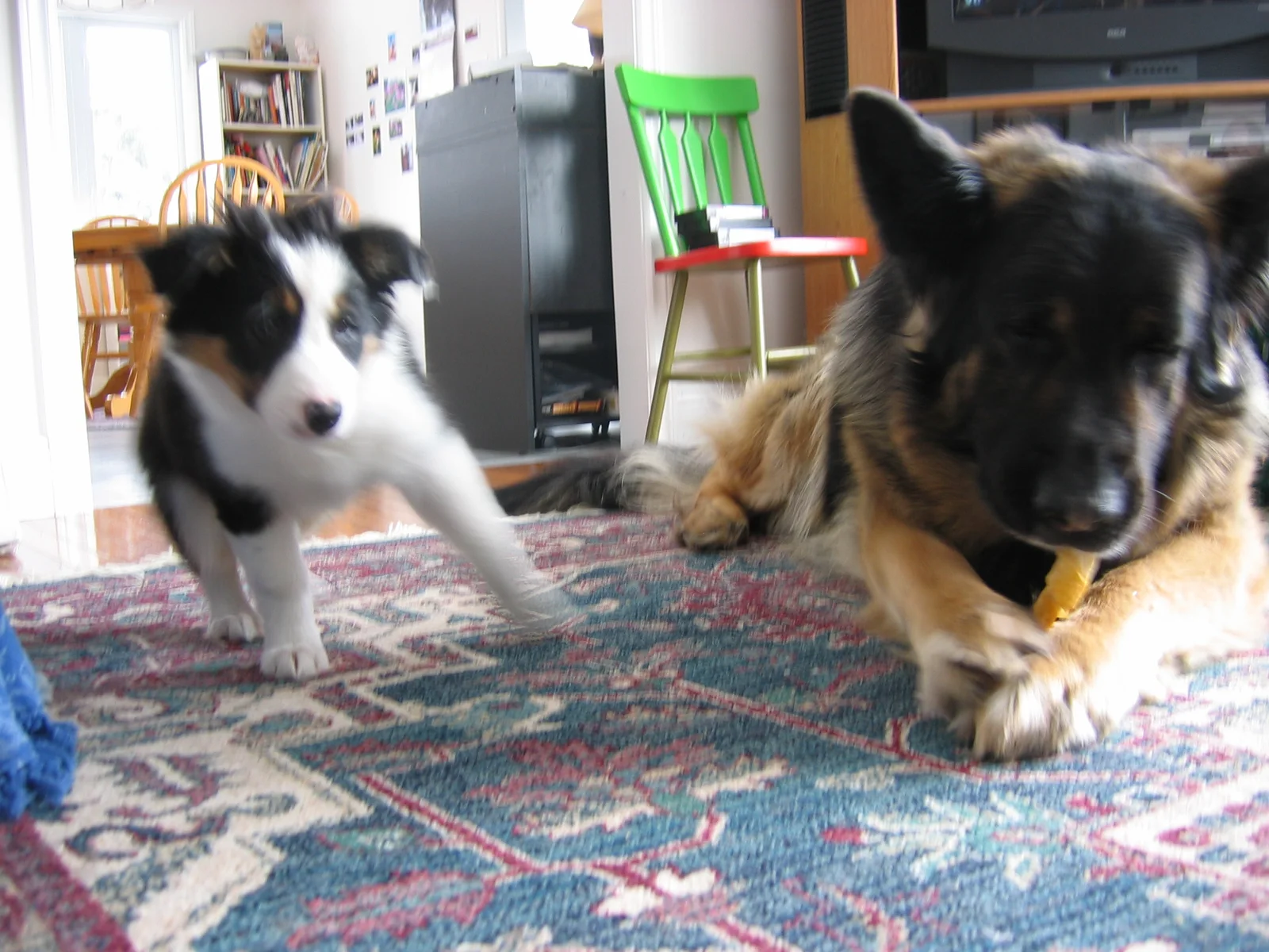 Photo 233