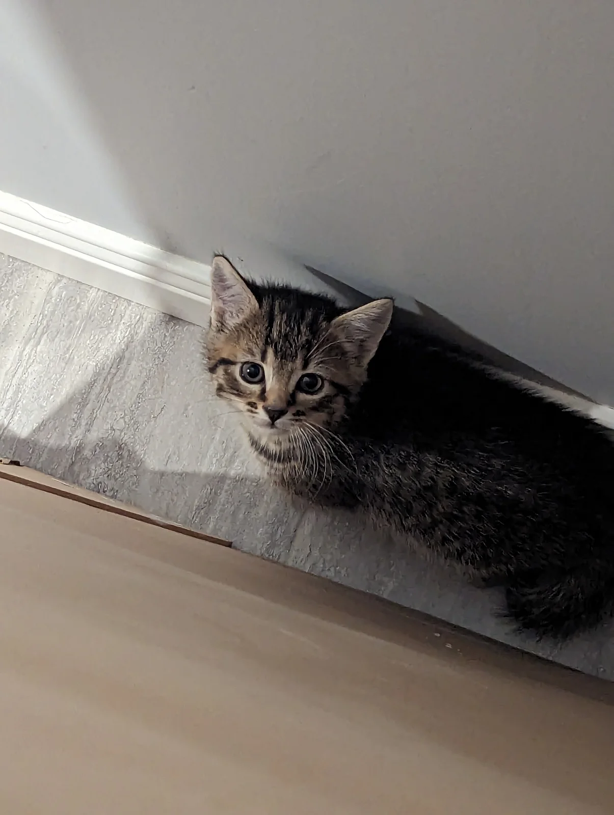 One of the first photos of Freddie!
