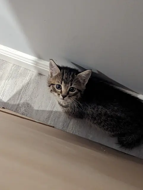 One of the first photos of Freddie!
