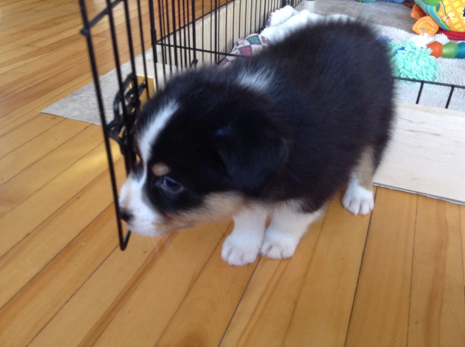First photo of Hunter